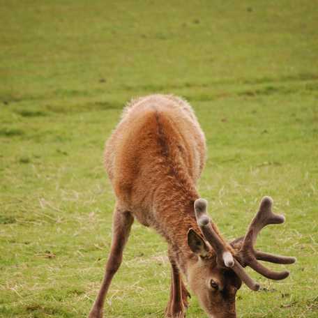 A deer grazing at Blair castle and Estate